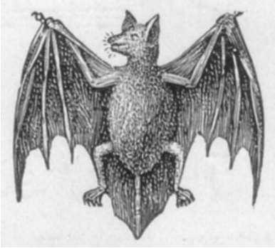 Logo van Stubgen Bat fledermaus